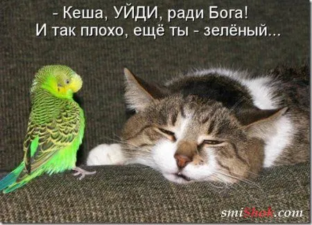 Соскучились, поди, за котейками? А вот и новые подоспели