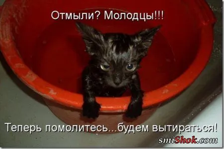 Соскучились, поди, за котейками? А вот и новые подоспели