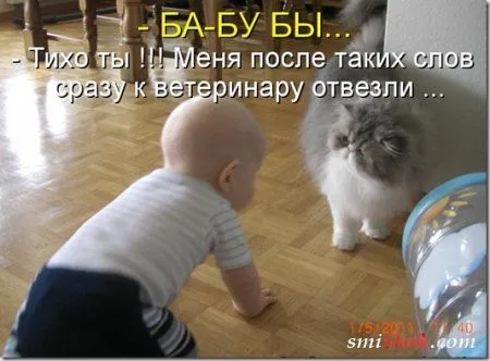 Соскучились, поди, за котейками? А вот и новые подоспели