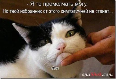 Соскучились, поди, за котейками? А вот и новые подоспели