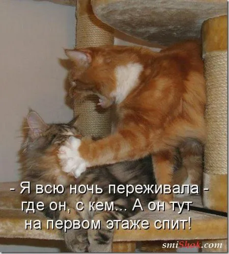 Соскучились, поди, за котейками? А вот и новые подоспели