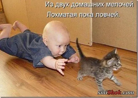 Соскучились, поди, за котейками? А вот и новые подоспели