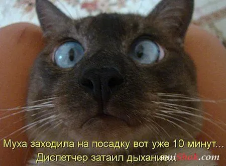 Соскучились, поди, за котейками? А вот и новые подоспели