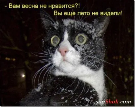 Соскучились, поди, за котейками? А вот и новые подоспели