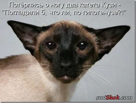 Соскучились, поди, за котейками? А вот и новые подоспели