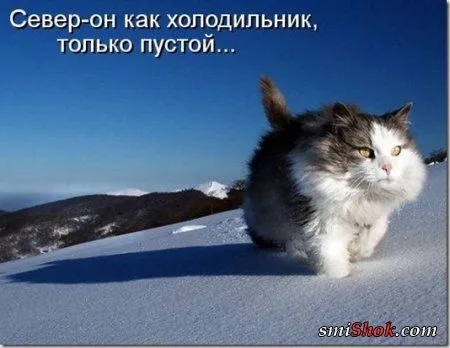 Соскучились, поди, за котейками? А вот и новые подоспели