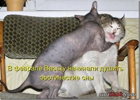 Соскучились, поди, за котейками? А вот и новые подоспели