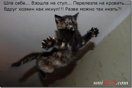 Соскучились, поди, за котейками? А вот и новые подоспели