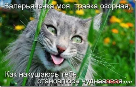 Соскучились, поди, за котейками? А вот и новые подоспели