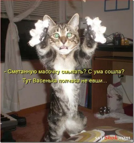 Соскучились, поди, за котейками? А вот и новые подоспели