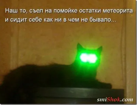 Соскучились, поди, за котейками? А вот и новые подоспели