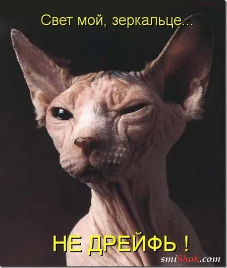 Соскучились, поди, за котейками? А вот и новые подоспели