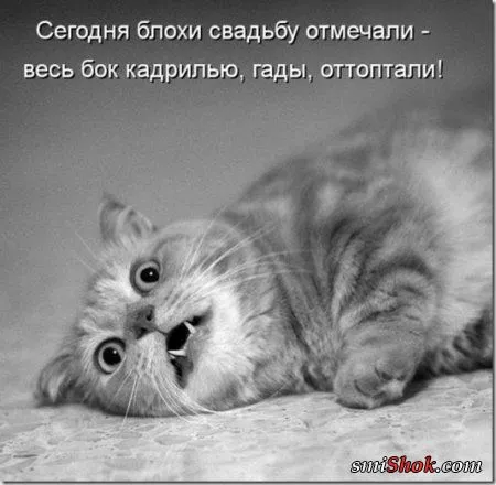 Соскучились, поди, за котейками? А вот и новые подоспели
