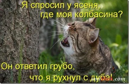 Соскучились, поди, за котейками? А вот и новые подоспели