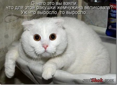 Соскучились, поди, за котейками? А вот и новые подоспели