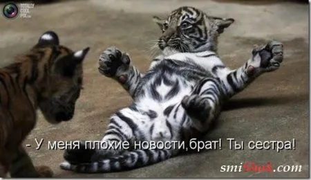 Соскучились, поди, за котейками? А вот и новые подоспели
