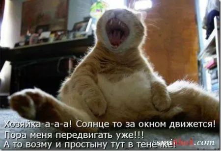 Соскучились, поди, за котейками? А вот и новые подоспели