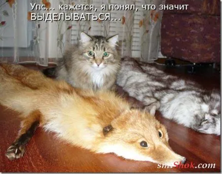 Соскучились, поди, за котейками? А вот и новые подоспели