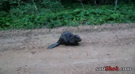 Напаение бобра на человека