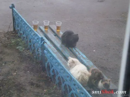 Смотрим смешные фото, отдыхаем позитивно