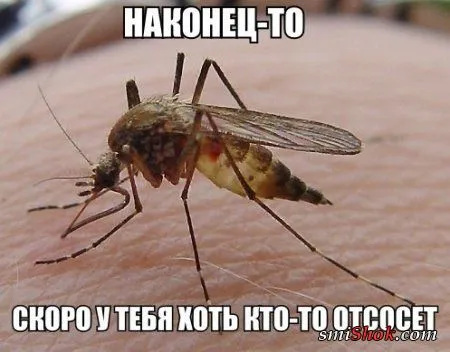 Веселые картинки с надписями