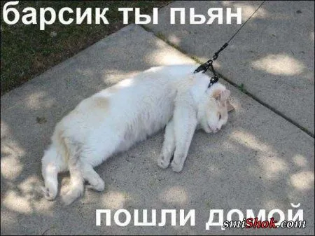 Веселые картинки с надписями
