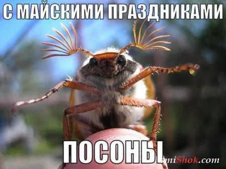 Веселые картинки с надписями