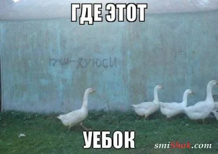 Веселые картинки с надписями