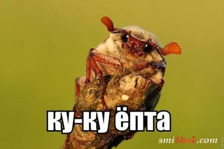 Приколюхи на ночь)