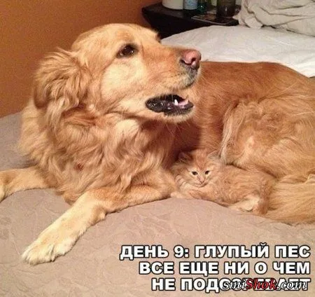 Приколюхи на ночь)