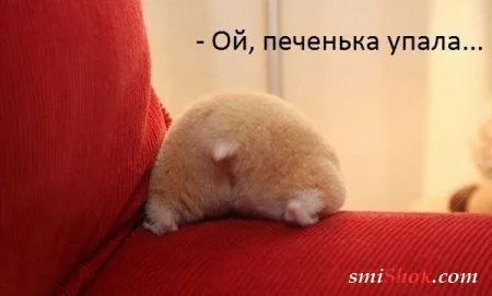 Приколы разные но они такие охуе..е