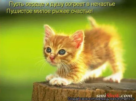 Котомашки "Мелоч, а приятно" Котомашки "Мелоч, а приятно"