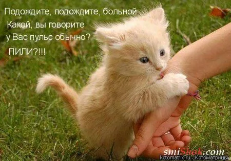 Котомашки "Мелоч, а приятно" Котомашки "Мелоч, а приятно"