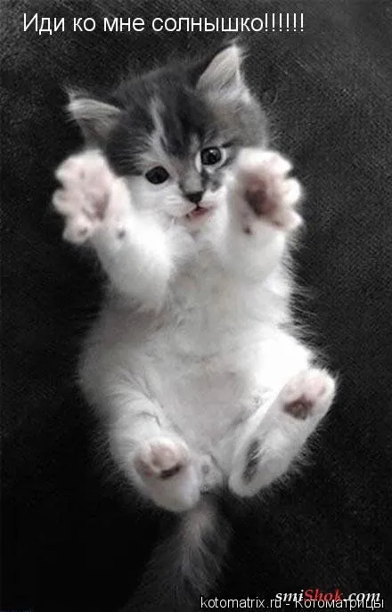Котомашки "Мелоч, а приятно" Котомашки "Мелоч, а приятно"