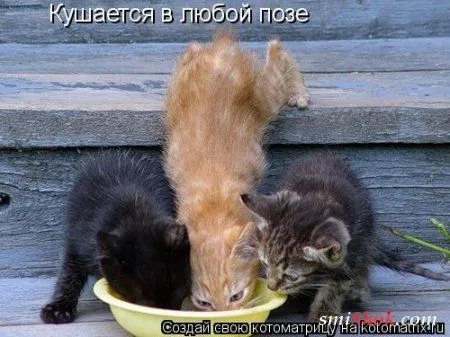 Котомашки "Мелоч, а приятно" Котомашки "Мелоч, а приятно"