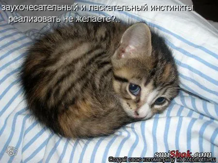 Котомашки "Мелоч, а приятно" Котомашки "Мелоч, а приятно"