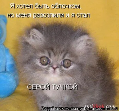 Котомашки "Мелоч, а приятно" Котомашки "Мелоч, а приятно"