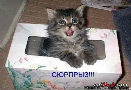 Котомашки "Мелоч, а приятно" Котомашки "Мелоч, а приятно"