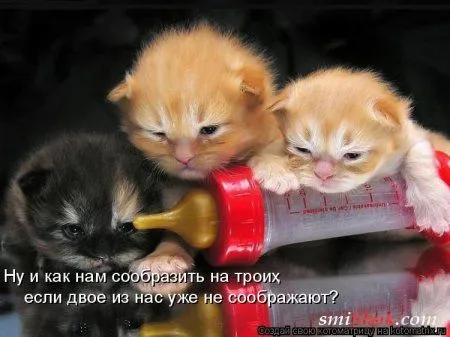 Котомашки "Мелоч, а приятно" Котомашки "Мелоч, а приятно"
