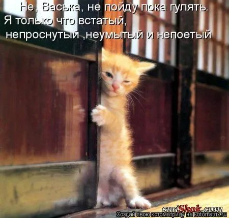 Котомашки "Мелоч, а приятно" Котомашки "Мелоч, а приятно"