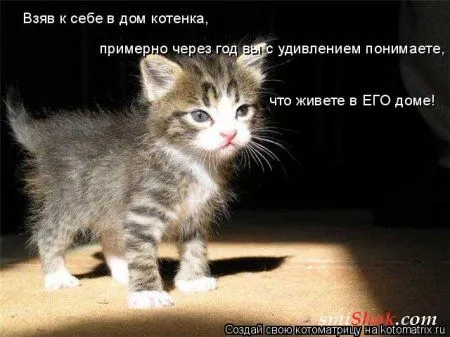 Котомашки "Мелоч, а приятно" Котомашки "Мелоч, а приятно"