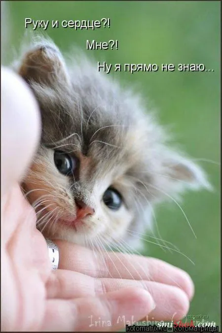 Котомашки "Мелоч, а приятно" Котомашки "Мелоч, а приятно"