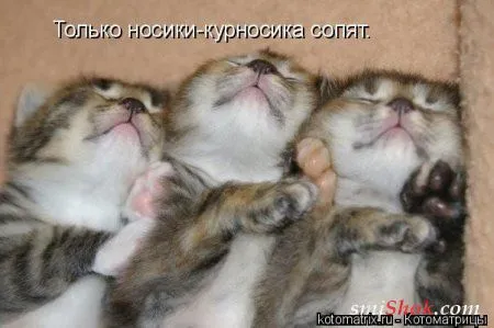 Котомашки "Мелоч, а приятно" Котомашки "Мелоч, а приятно"