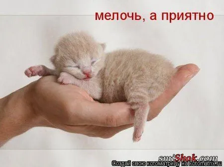 Котомашки "Мелоч, а приятно"