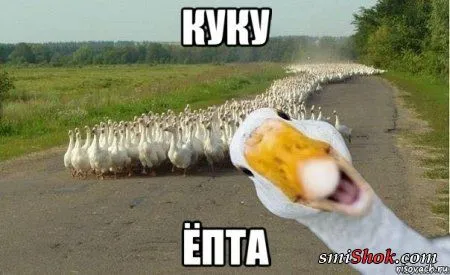 Приколов веселая подборка
