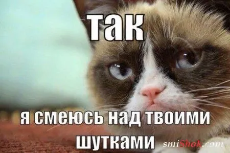 Фото приколы, кот Вася одобряет