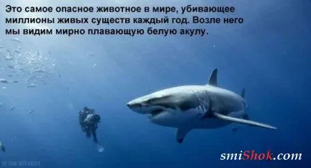 Приколы с доставкой на дом