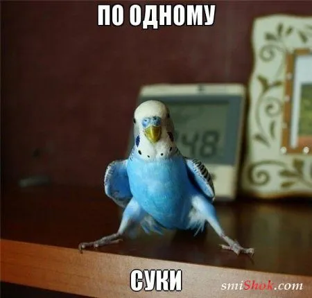 Пятничные фото приколы