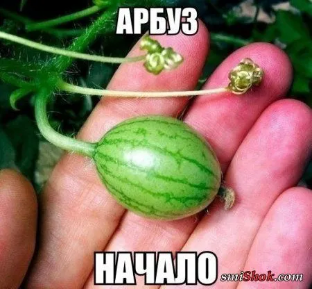 Приколы, фото с комментариями