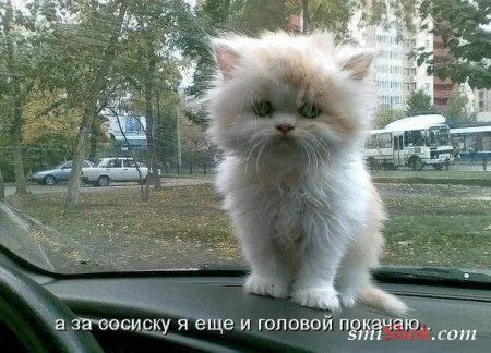 Прикольные картинки притягивают